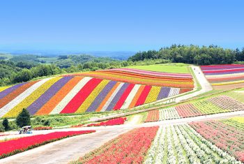 Shikisai-no-oka Panoramic Flower Garden, Biei
