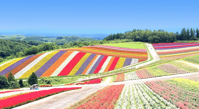 Shikisai-no-oka Panoramic Flower Garden, Biei