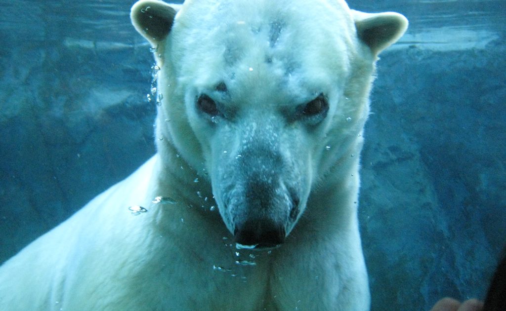 旭山動物園 Omo7旭川 By 星野リゾート 公式 Omo7 Asahikawa By Hoshino Resorts