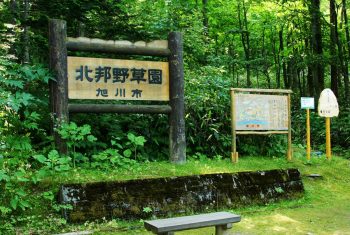 Arashiyama Park .Hoppo Yasoen(Northern Wild Plants Garden)