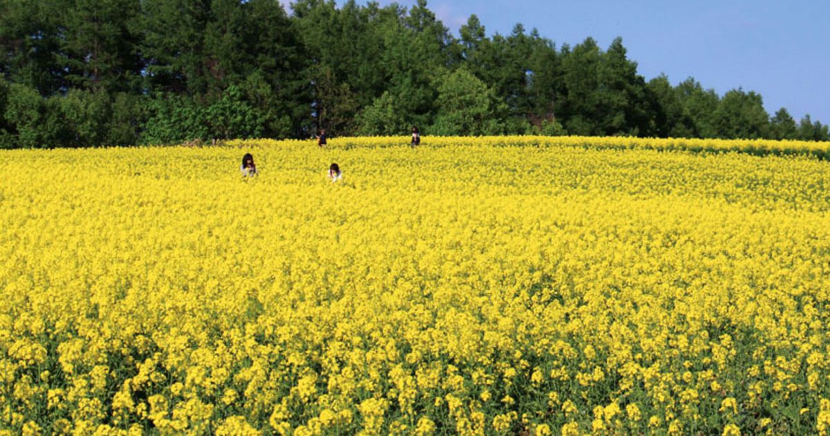 滝川菜の花 星野リゾート Omo7旭川 公式 Hoshino Resorts Omo7 Asahikawa